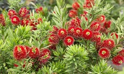 Callistemon: A Wildlife-Friendly Plant That Attracts Birds and Bees