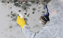 Mold Matters in Brampton: Protecting Your Property from Infestation