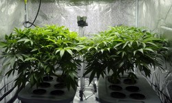 Unlocking the Potential of Hydroponic Grow Tents for Medicinal Plant Cultivation