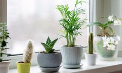 A Guide to Choosing the Perfect House Plant Pots in the UK