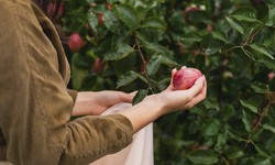 Blossoming Beauty: A Visit to Our Pick Your Own Apple Orchard