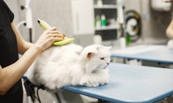 The Essential Guide to Cat Grooming and Bathing