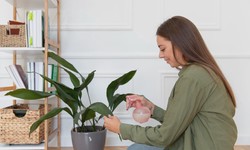 Meet the best plants for improving indoor air quality