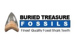 Megalodon Tooth Fossil Hunting: Unearthing the Colossal Predator's Legacy