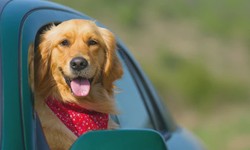 Tips For Travelling With Dogs On Holiday