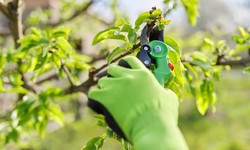 Top Choice for Expert Tree Removal in Connecticut