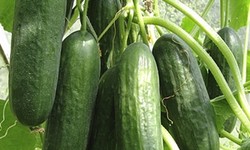 Discovering the Delightful Crunch: All About Beit Alpha Cucumbers