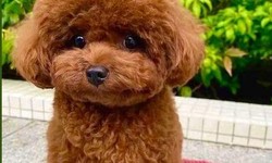 Puppy Love in Mumbai: Uncovering the Charm of Adorable Poodle Puppies for Sale