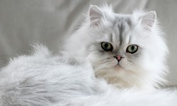 Exquisite Persian Kittens For Sale In Gurgaon: Unveiling Elegance at Irresistible Prices