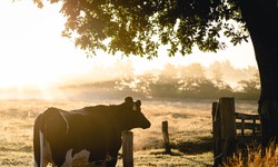 Animal Care 101: Common Cattle Diseases and How to Prevent Them!