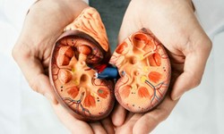 Exploring Varieties: Types of Liver and Kidney Cancer Unveiled