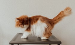 Understanding Cat Coat Types for Effective Grooming in Abu Dhabi