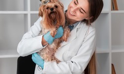 Selecting the Perfect Channel for Veterinary Courses