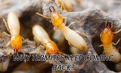 WHY TERMITES KEEP COMING BACK?
