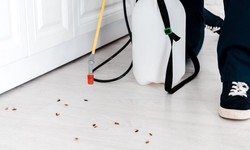 Carpet Care Mastery: The Ultimate Guide to Spotless Living Spaces