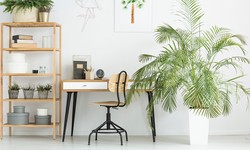 Five ways to make your living room spacious with indoor plants