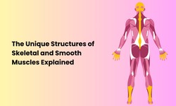 The Unique Structures of Skeletal and Smooth Muscles Explained