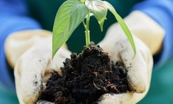 Benefits of Bio Growth Fertilizers: Nurturing Soil and Plants Naturally