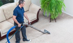 Pet Owners’ Guide to Carpet Care and Odor Removal
