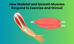 How Skeletal and Smooth Muscles Respond to Exercise and Stimuli