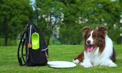 The Best Dog Travel Supplies For Your Pawsome Adventures!