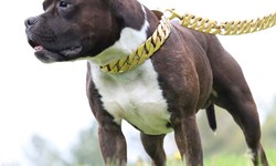 Luxurious Style for Your Furry Friend: Gold Dog Collars in Canada