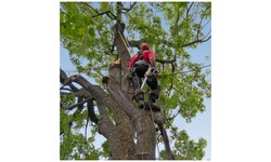 Choosing Wisely: The Essence of a Licensed Tree Removal Service