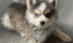 Discovering Furry Friends: A Guide to Finding Reputable Breeders Near Los Angeles