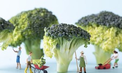 A Closer Look at the Health Benefits of Eating Broccoli Regularly