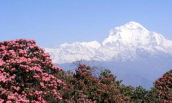 Top 7 Highlights of Mohare Danda by Nepal Trekking Company