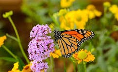 A Symphony of Colors: Creating a Butterfly-Friendly Garden