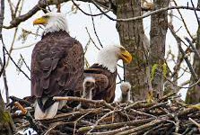Eagle Cams Unveiled: A Window into the Lives of Majestic Raptors