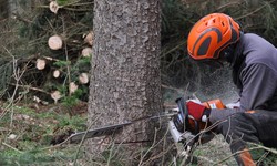 Understanding The Importance Of Opting For Tree Lopping Services