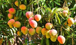 Government Subsidies Impact on Fresh Mangoes Price in Pakistan