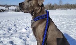Dog Accessories Elevating Your Canine Companion's Lifestyle