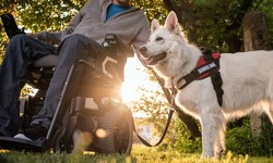Fly hassle-free with your Psychiatric Service Dog
