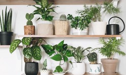 Indoor Plant Bliss: Arrowhead Varieties for Your New Home's Interior