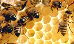 How Can Hawaiian Honey Serve as an Alternative to Sugar for Baking?