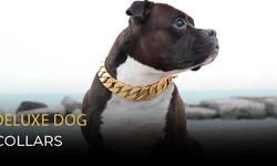 Finding the Perfect Collar for Your Canine Companion