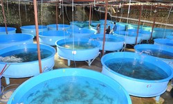 Revolutionizing Aquaculture: Biofloc Fish Farming Mastery
