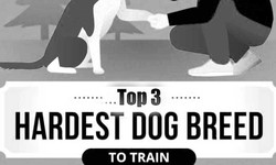 These Dogs are Hard to Train but Real Angles