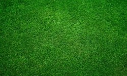 Tips for Choosing the Best Grass Seed for Your Southern New Jersey Lawn