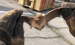 Effective Bat and Rat Removal: A Comprehensive Guide to Safely Clearing Your Property