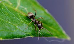 The Silent Crusaders: In the World of Ant Extermination