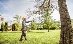 Best 10 Arborists & Tree Trimming Services in Westwood, NJ