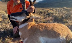 Navigating the Wild: Exploring Colorado Hunting Trips Prices and the Thrill of Moose Hunting