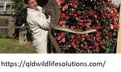 Snake Removal Cairns