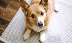 Dealing with Pet Odor in San Diego: A Practical Guide