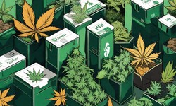Monthly vs. Quarterly Weed Subscriptions Boxes