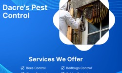 Specialist Bees and Wasps Removal Services in Jollys Lookout